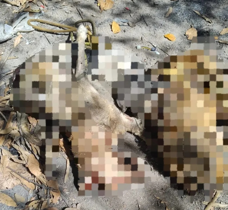 Motorista é identificado por atropelar e matar quatro cachorros em Maceió; corpos foram encontrados em cacimba