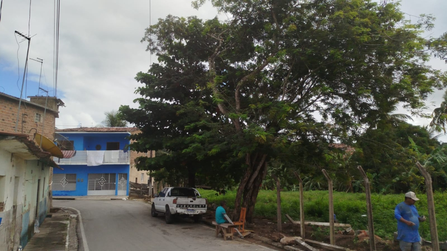 Moradores se mobilizam contra derrubada de árvores em terreno particular em São Miguel dos Campos