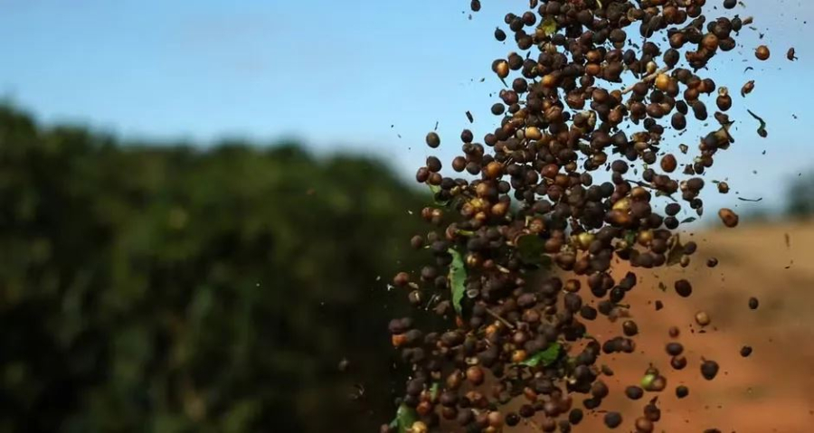 China autoriza 183 empresas brasileiras a exportar café em meio a tarifa Americana