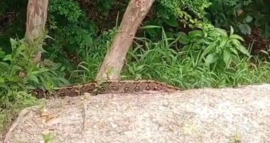 Jiboia de 5 metros surpreende frequentadores do Bosque das Arapiracas