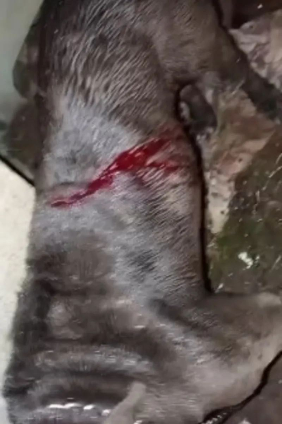 Pitbull é atacada com facão em Arapiraca; dono denuncia maus-tratos