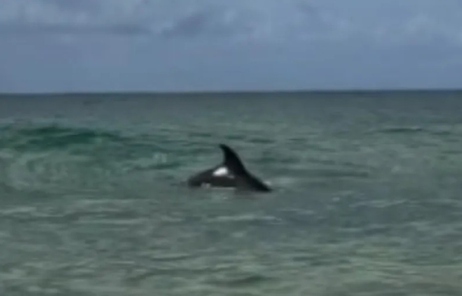 Visita ilustre: Golfinho aparece na Praia do Francês e encanta banhistas nesta quinta