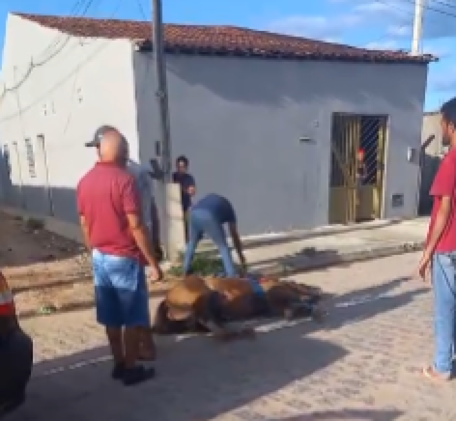 Cavalo sofre fratura exposta em colisão com carro e mobiliza PM em Arapiraca