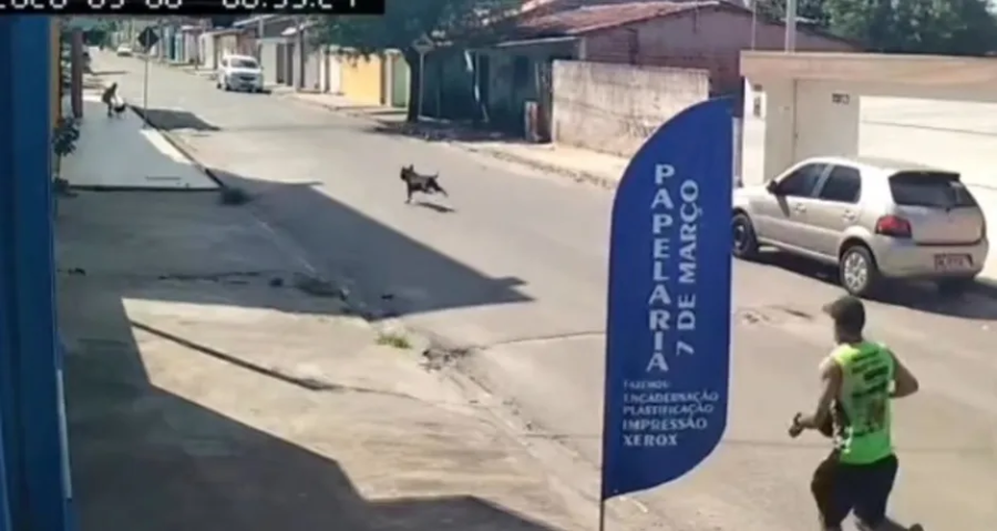 Pinscher morre após ser atacado por Pitbull solto em rua de Arapiraca