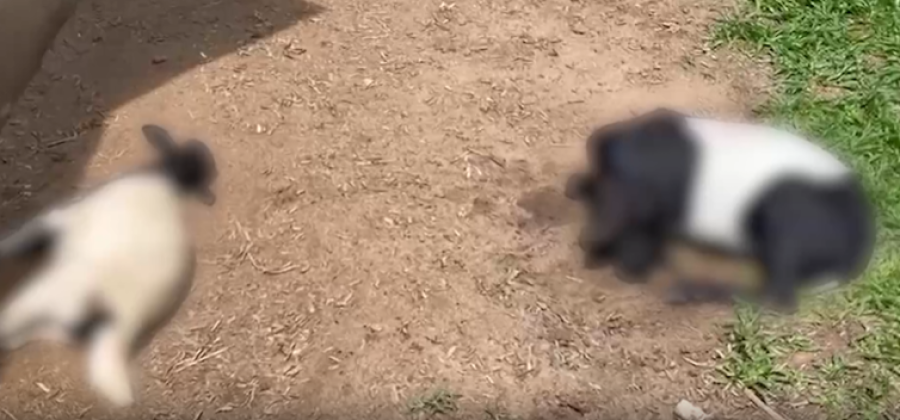 Câmeras flagram suposta criatura que vem atacando ovelhas em Craíbas