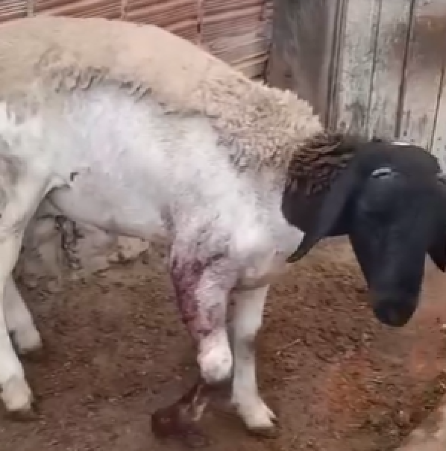 Criador relata ataque de 