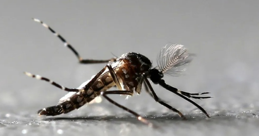 Anvisa autoriza Butantan a fabricar vacina contra Chikungunya no Brasil