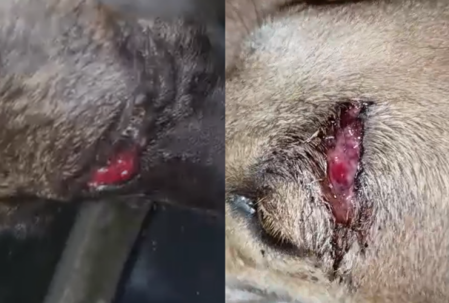 Cinco cães comunitários são brutalmente espancados e esfaqueados no loteamento Novo São Miguel