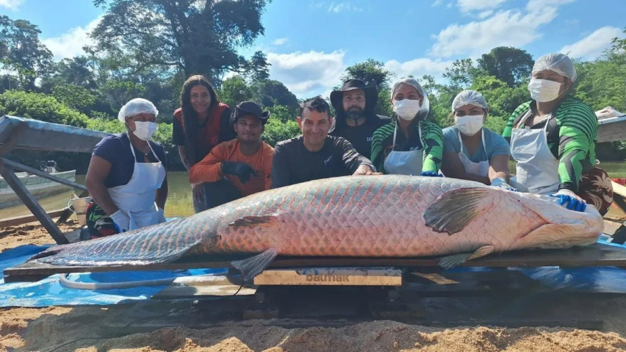 Pirarucu recorde de 2,46 metros e 137 quilos é capturado na Reserva Extrativista do Rio Cautário, em Rondônia