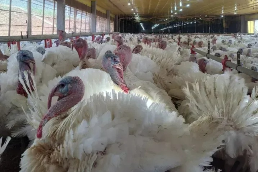 México suspende importação de frango e produtos avícolas do Brasil após foco de Newcastle em Santa Catarina
