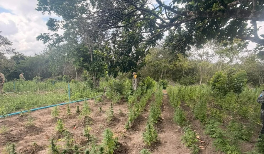 Operação conjunta erradica cerca de 4 mil pés de maconha e prende três suspeitos em Coruripe
