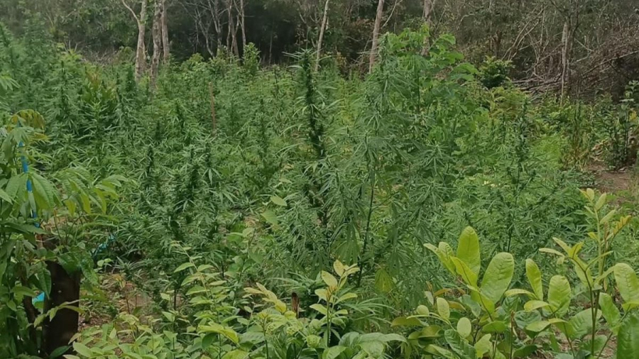 Operação conjunta erradica cerca de 4 mil pés de maconha e prende três suspeitos em Coruripe